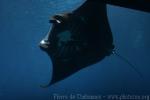 Reef manta ray