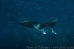 Reef manta ray