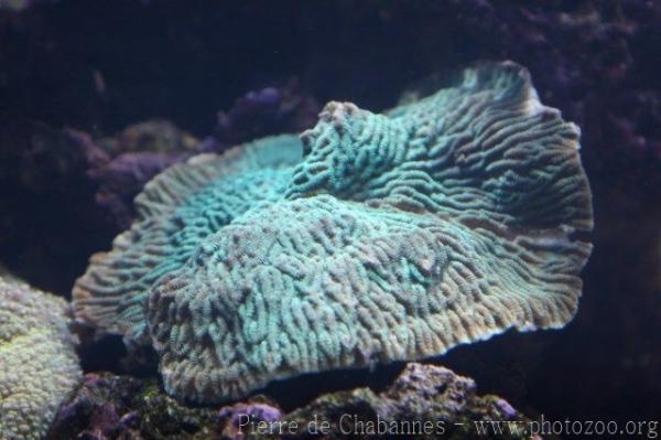 Crispy crust coral