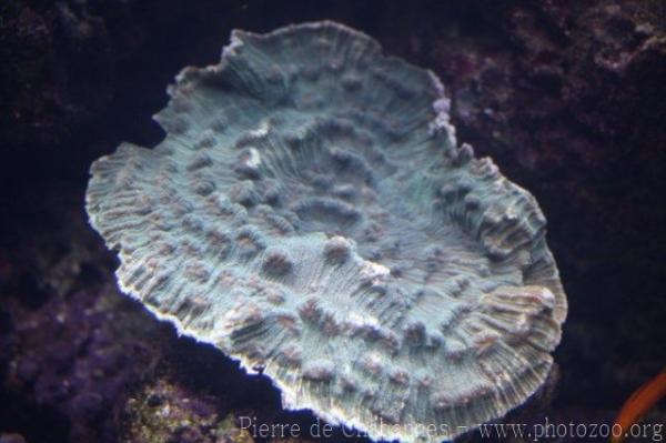 Chinese lettuce coral