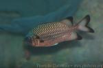 Shadowfin soldierfish