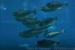 Bulbnose unicornfish