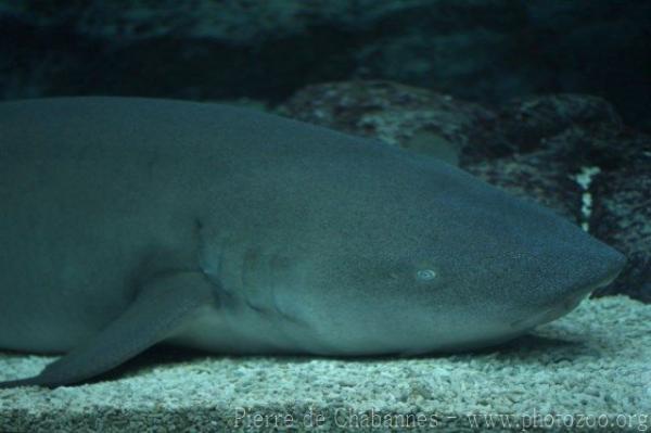 Tawny nurse shark