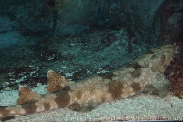 Japanese wobbegong