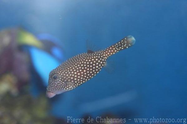 Whitespotted boxfish *