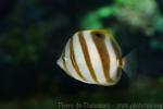 Sixspine butterflyfish