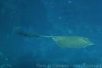 Broad cowtail ray