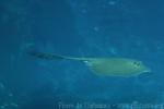 Broad cowtail ray