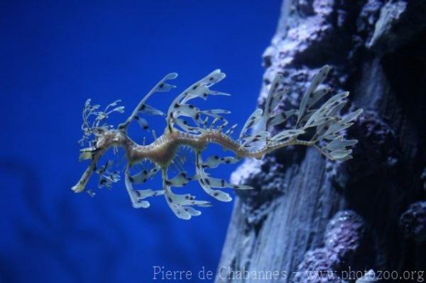 Leafy seadragon *