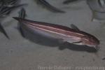 Striped eel catfish