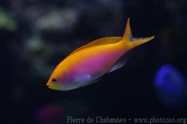 Bartlett's anthias