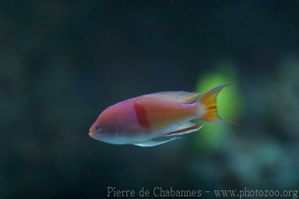 Redbelted anthias