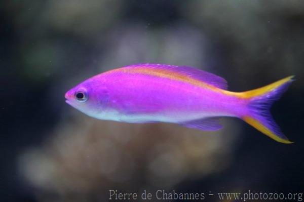 Yellowstriped fairy basslet