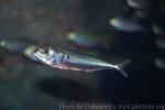 Island mackerel