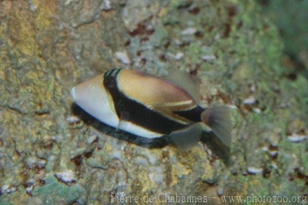 Wedge-tail triggerfish