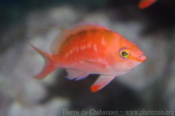 Japanese sacura anthias