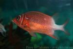 Silverspot squirrelfish