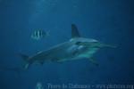 Scalloped hammerhead