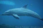 Indian bottlenose dolphin