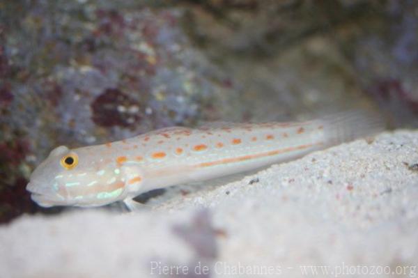 Maiden goby