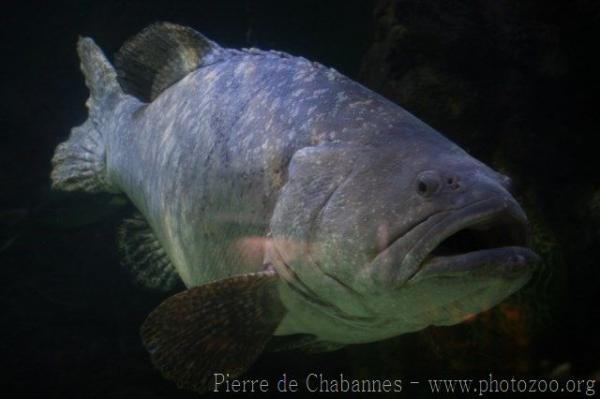 Giant grouper