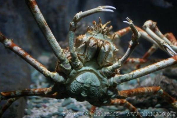 Japanese spider crab