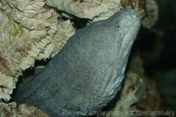 Peppered moray