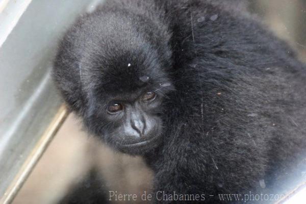 Kloss's gibbon