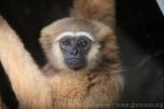 Abbott's gray gibbon