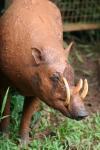 Sulawesi babirusa