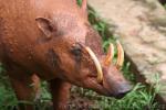 Sulawesi babirusa