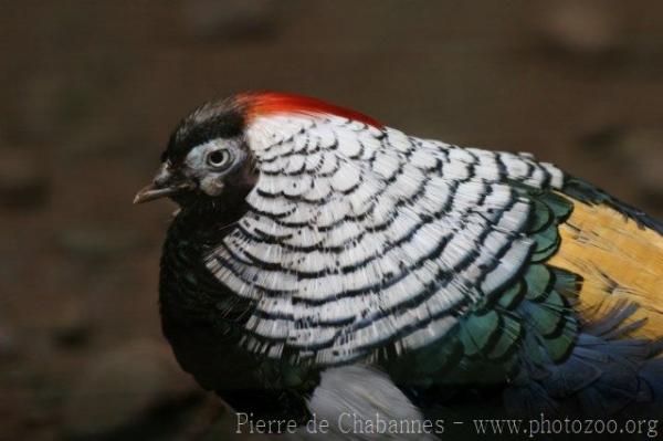 Lady Amherst's pheasant