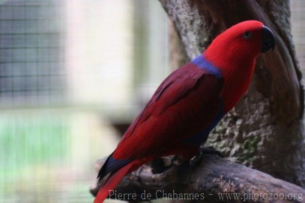 Eclectus parrot