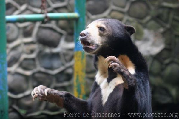 Bornean sun bear