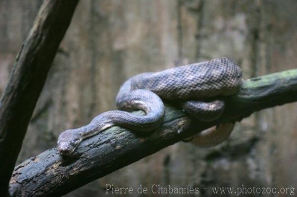 Carpet Python