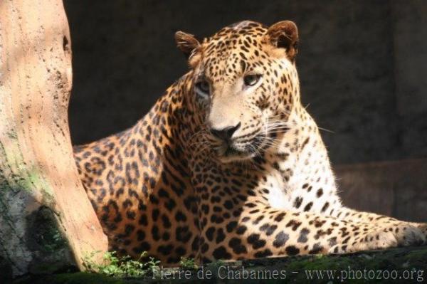 Javan leopard