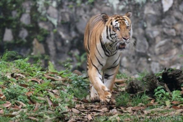 Indonesian tiger