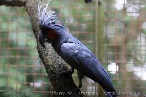 Palm cockatoo