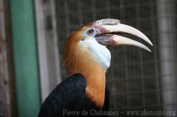 Papuan hornbill