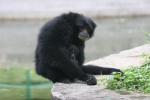 Siamang