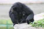 Siamang