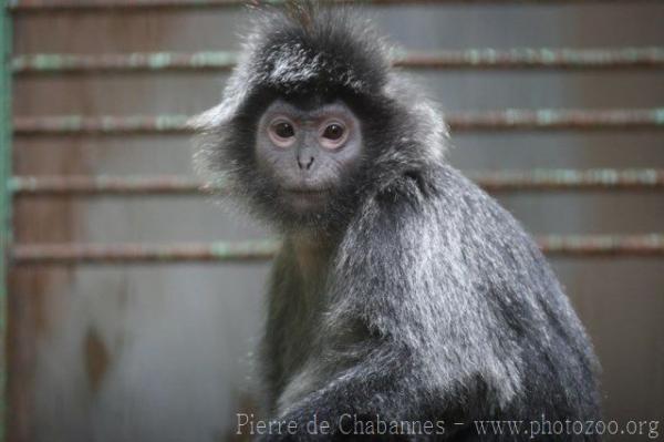 Eastern javan langur