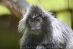 Silvery langur