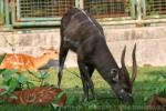 Western sitatunga