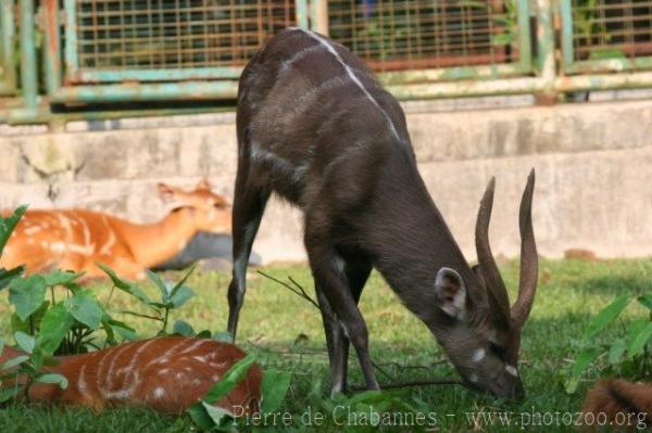 Western sitatunga