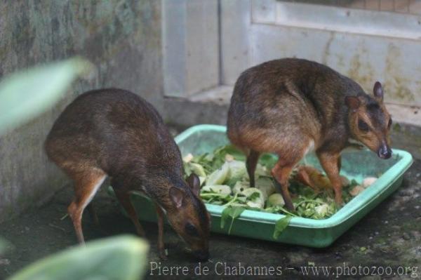 Javan mousedeer