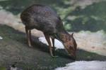 Javan mousedeer