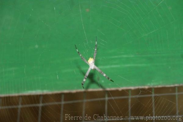 Hawaiian garden spider