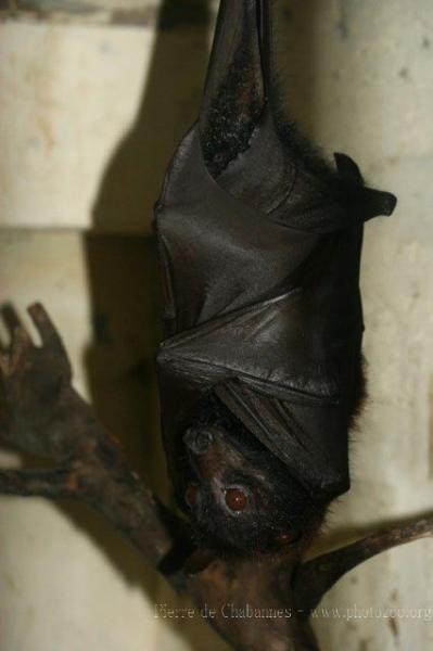 Large flying-fox