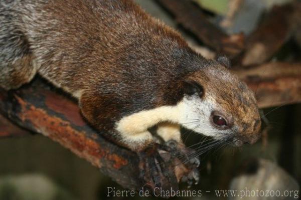 Black giant squirrel